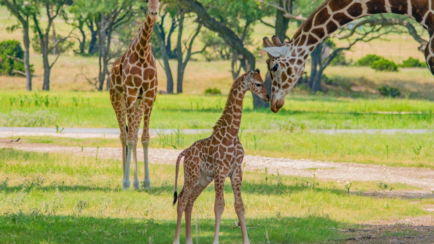 Just try not to smile: See the cute newborn giraffe at Fossil Rim Wildlife  Center