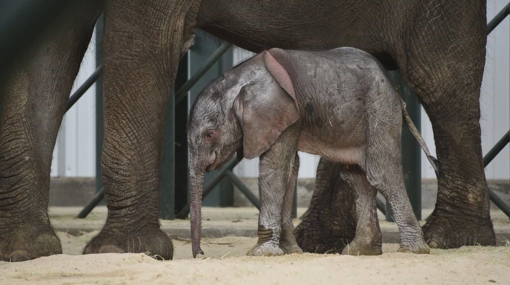 The elephant calf who was born at the Dallas Zoo in  May is one of the many adorable animals...
