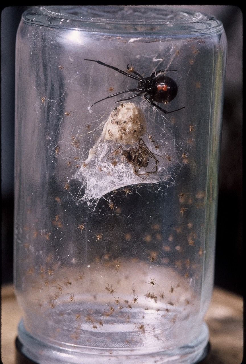 Esta é uma aranha fêmea viúva preta com seu saco de aranhas bebês.