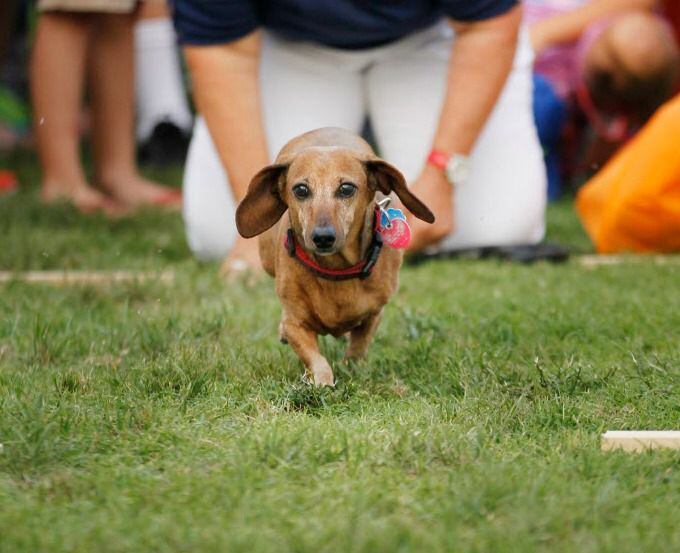 Quincy runs during the Dachshund Races at Frisco Freedom Fest. 