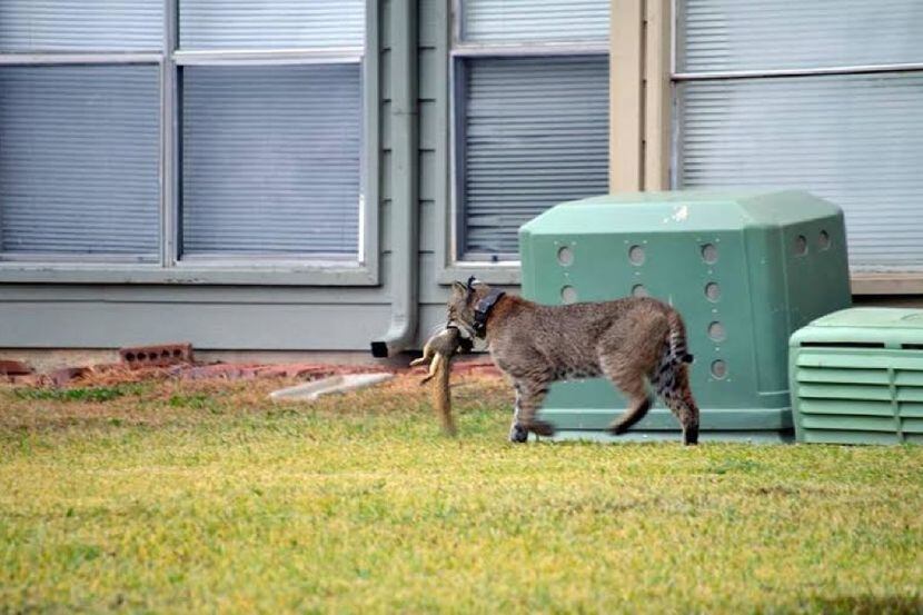 This bobcat caught a squirrel in an urban neighborhood. A 15-month urban bobcat study in...