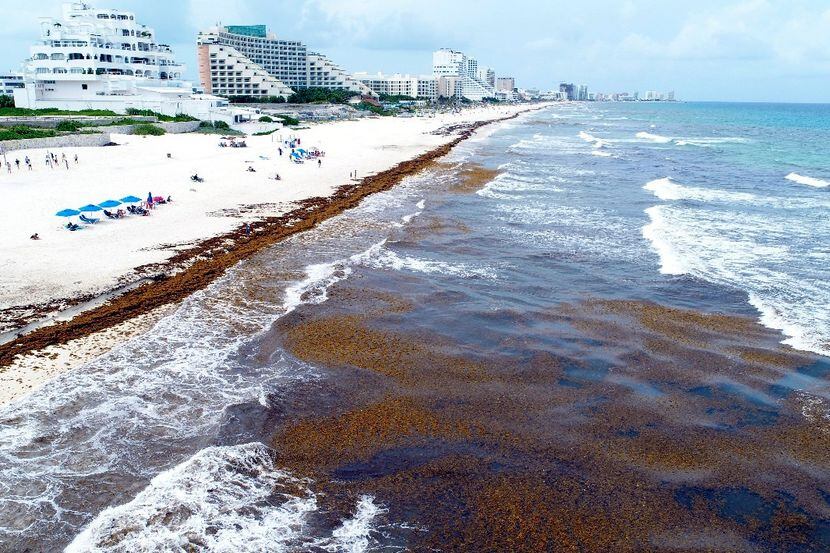 Las playas de Cancún, cubiertas por Sargazo. AGENCIA REFORMA
