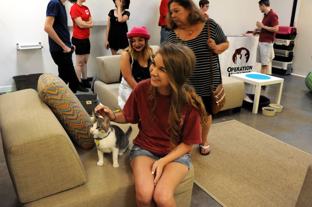 Animal lovers spend time with adoptable cats from Operation Kindness at Cat Connection in...