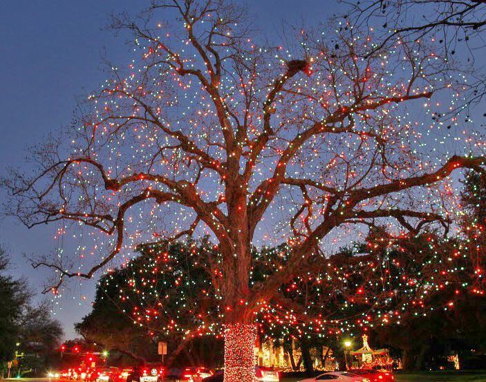 The old big pecan tree in Highland Park is decorated for the holidays.