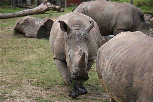 El director del zoo dijo que el rinoceronte de cinco años de edad que vivía en el centro de...