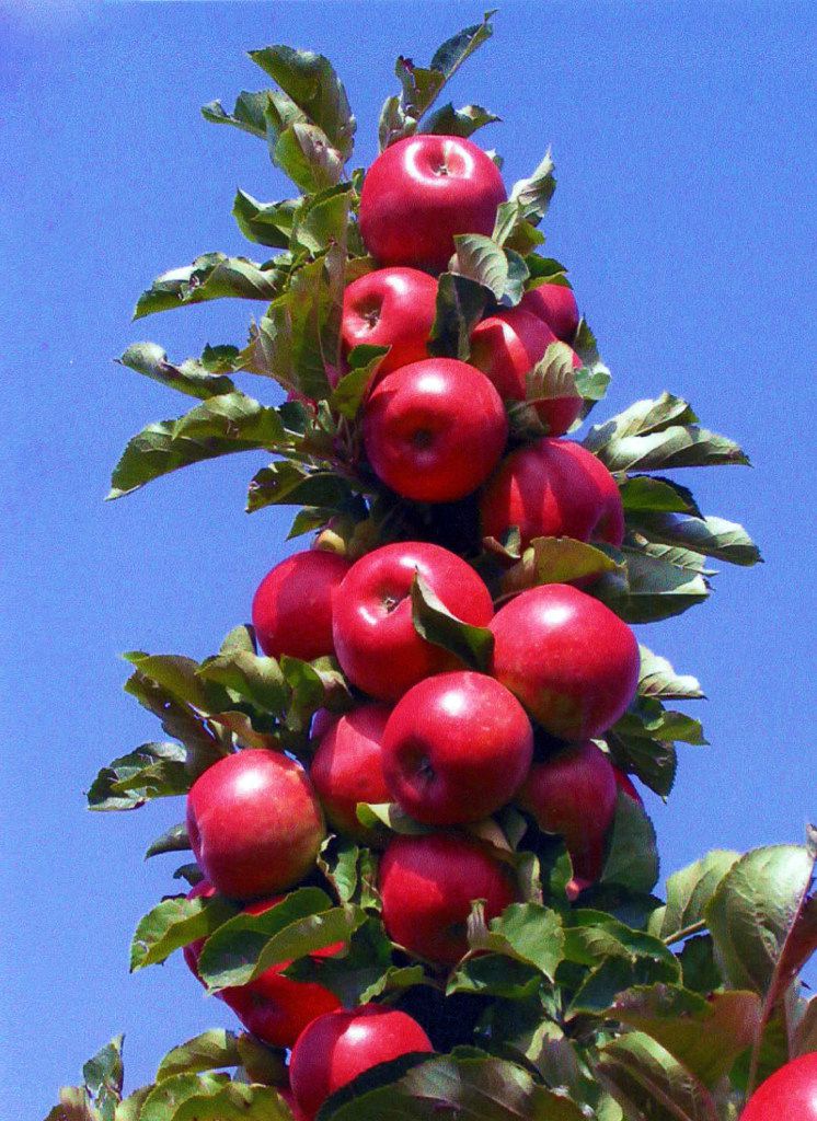 Malus Tasty Red apple from Greenleaf Nursery and Garden Debut
