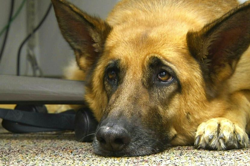 En esta imagen del 18 de febrero de 2018 se ve a Lexy, un perro terapéutico en Fort Bragg,...