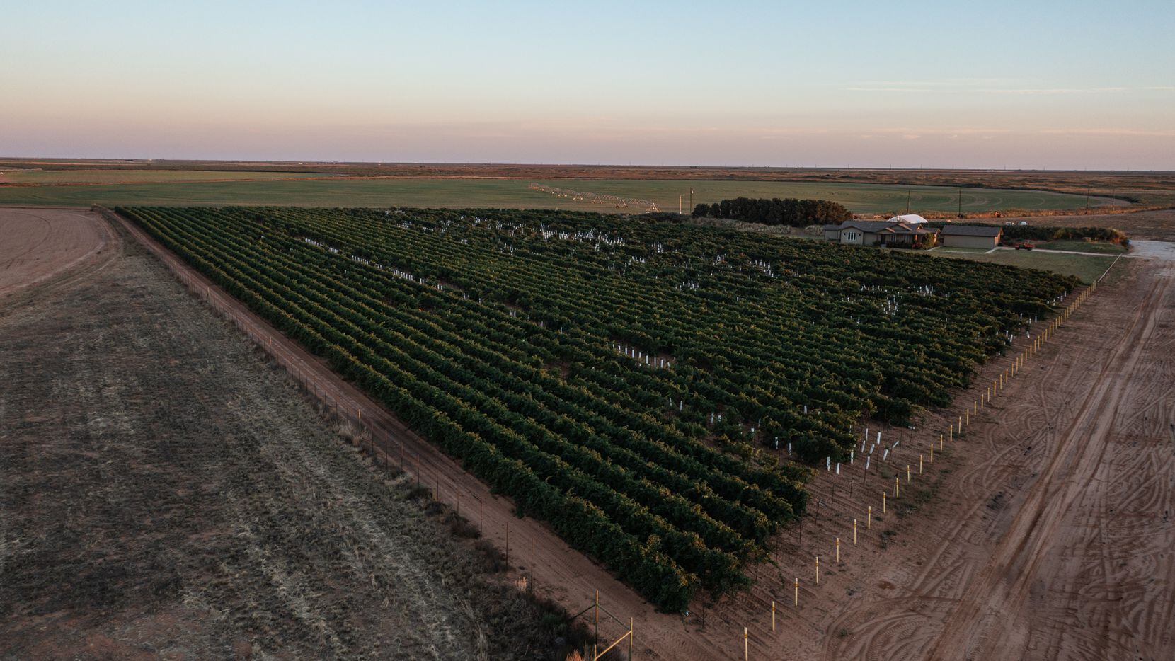 Buena Suerte Vineyard in Terry County is part of a 640-acre property listed for sale at...