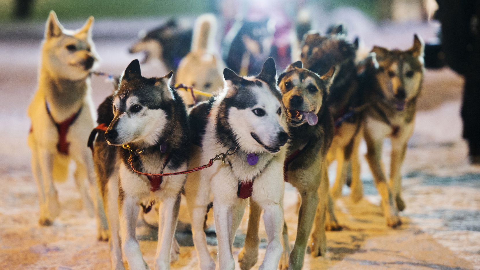 Mitch Seavey's team reaches the finish line in the Iditarod Trail Sled Dog Race, Wednesday,...