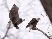 A bald eagle flies to its partner with a clump of dirt at White Rock Lake on Wednesday, Feb....