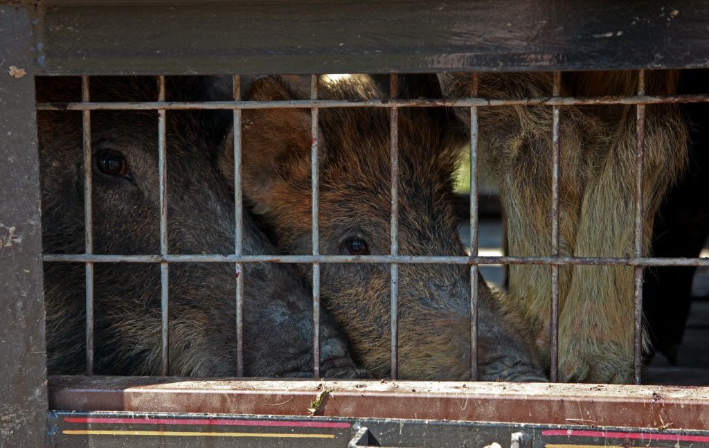Irving trapping operations nabbed three feral hogs in their new large trap in the Irving...
