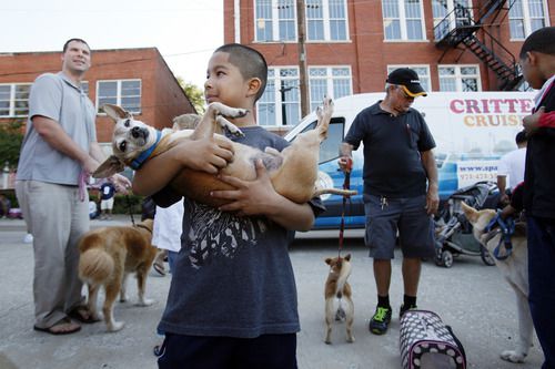Se ofrecerán vacunas gratuitas para perros que pesen menos de 60 libras en Dallas. (foto por...