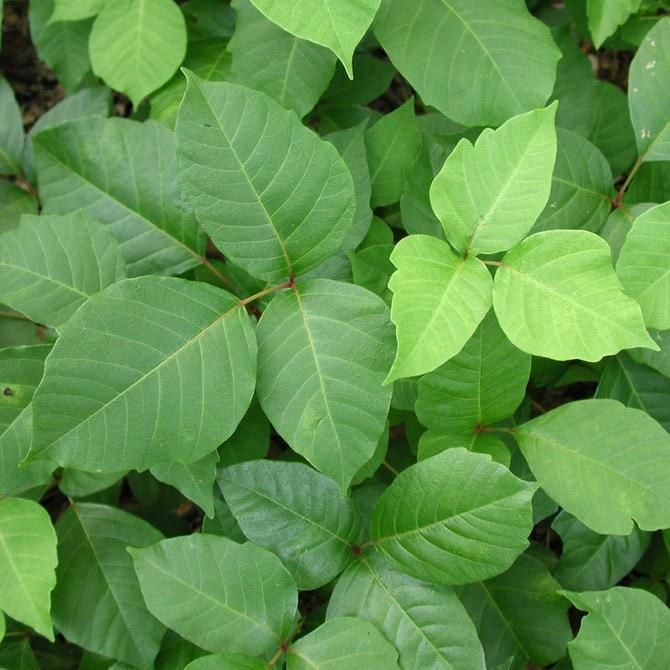 It’s poison ivy season: What you need to know