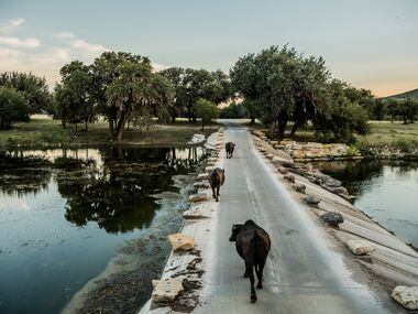 Zebu from South Asia walk across a dam at the Ox Ranch in Uvalde, Texas, Aug. 17, 2017. 