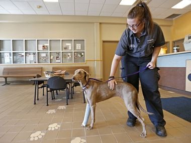 In this file photo, Mesquite Animal Services employee Morgan Ramsey gives Maggie some loving at the Mesquite Animal Shelter.