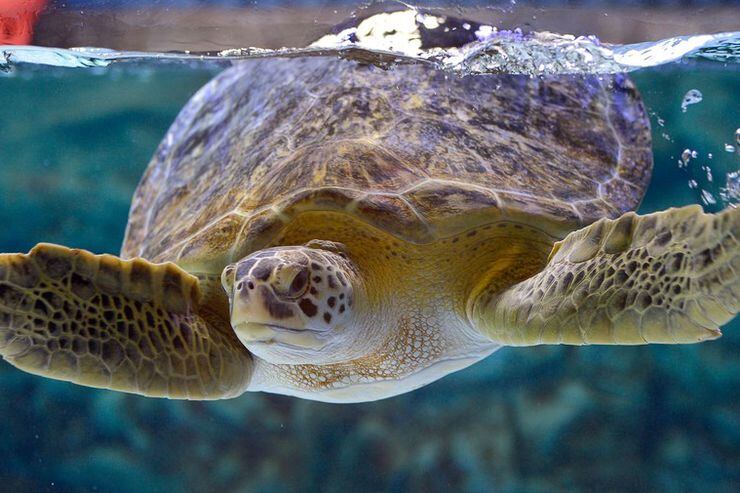 Viral sea turtle  video fuels campaign against plastic