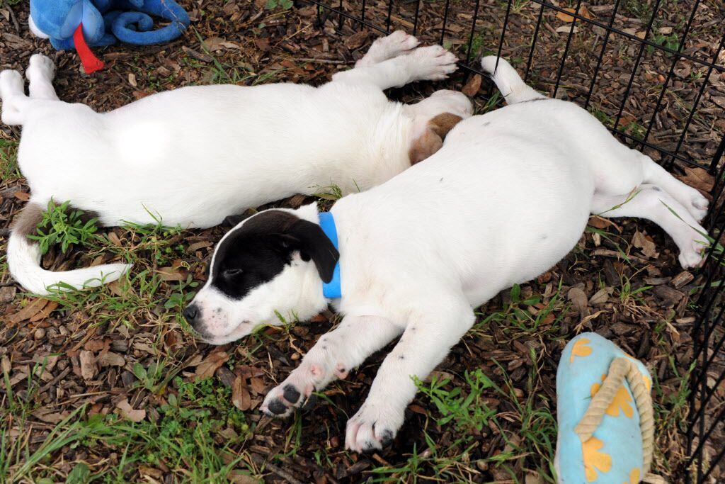 Sleepy Australian cattle pups wait to be adopted with Operation Kindness at the 21st annual...