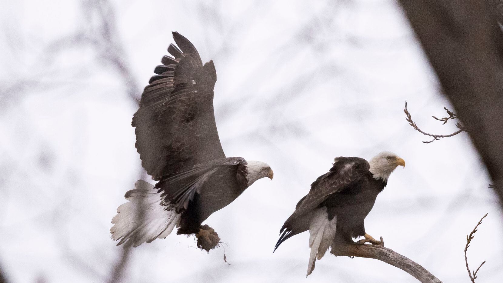 A bald eagle flies to its partner with a clump of dirt at White Rock Lake on Wednesday, Feb....