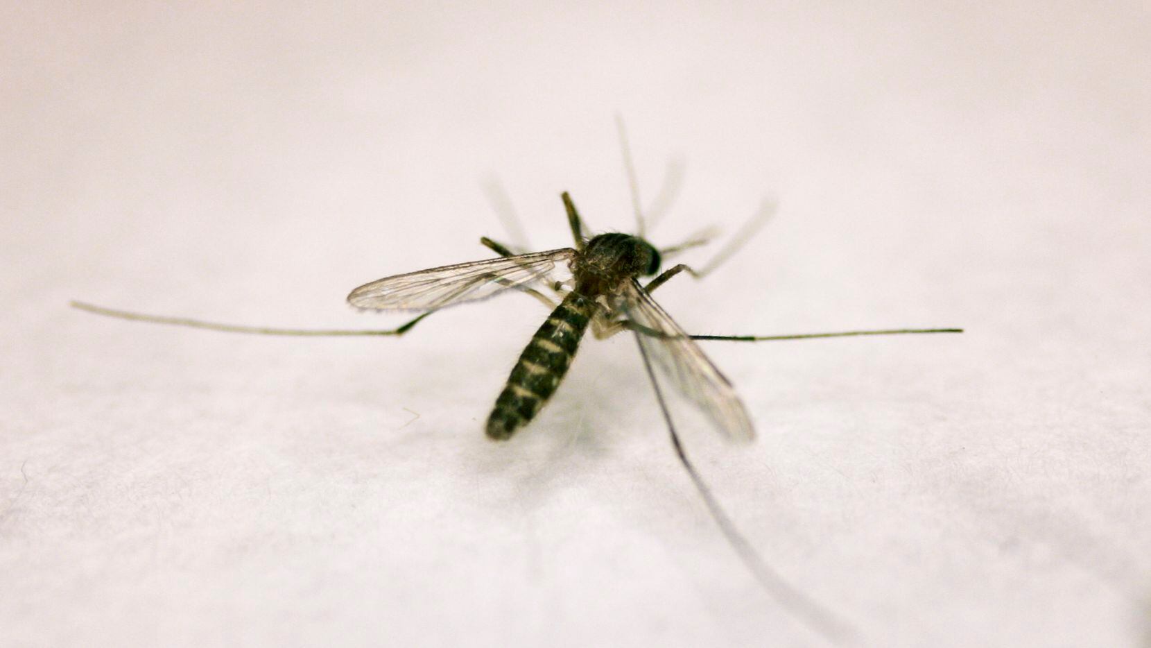 The mosquito season begins in summer and continues through fall in North Central Texas.