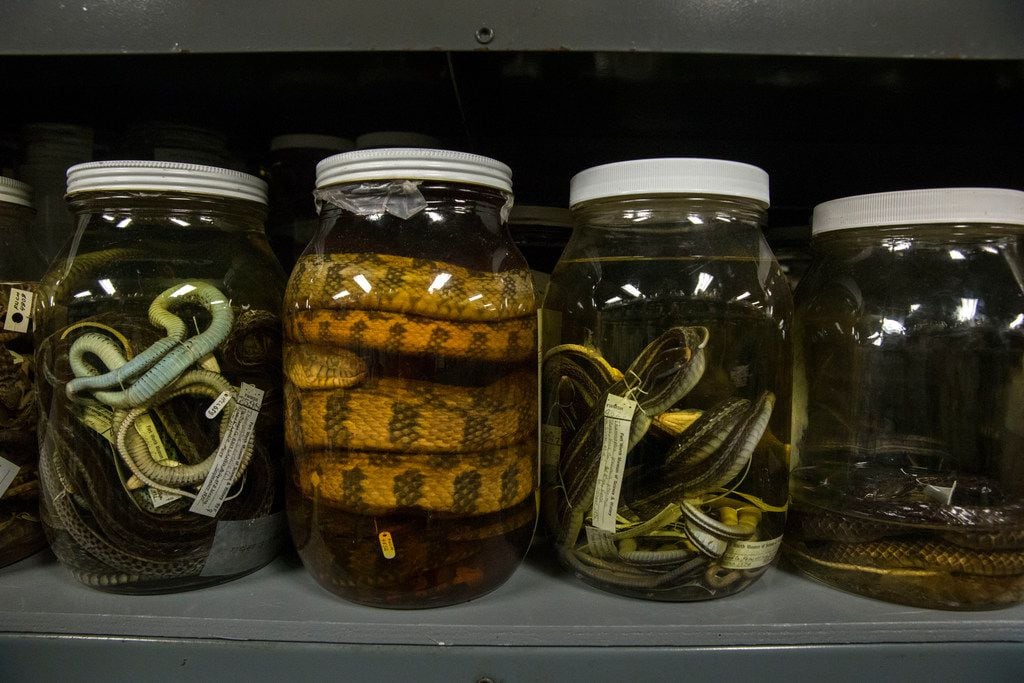 Reptiles preserved in jars with ethanol at the University of Texas at Arlington's Amphibian...