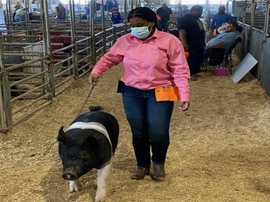DeSoto High School sophomore Dasia Hudson is seen with her pig at the Extraco Agriculture Competition in Waco. Hudson and her pig placed eighth in the Class 4, medium weight, crossbred gilts category.