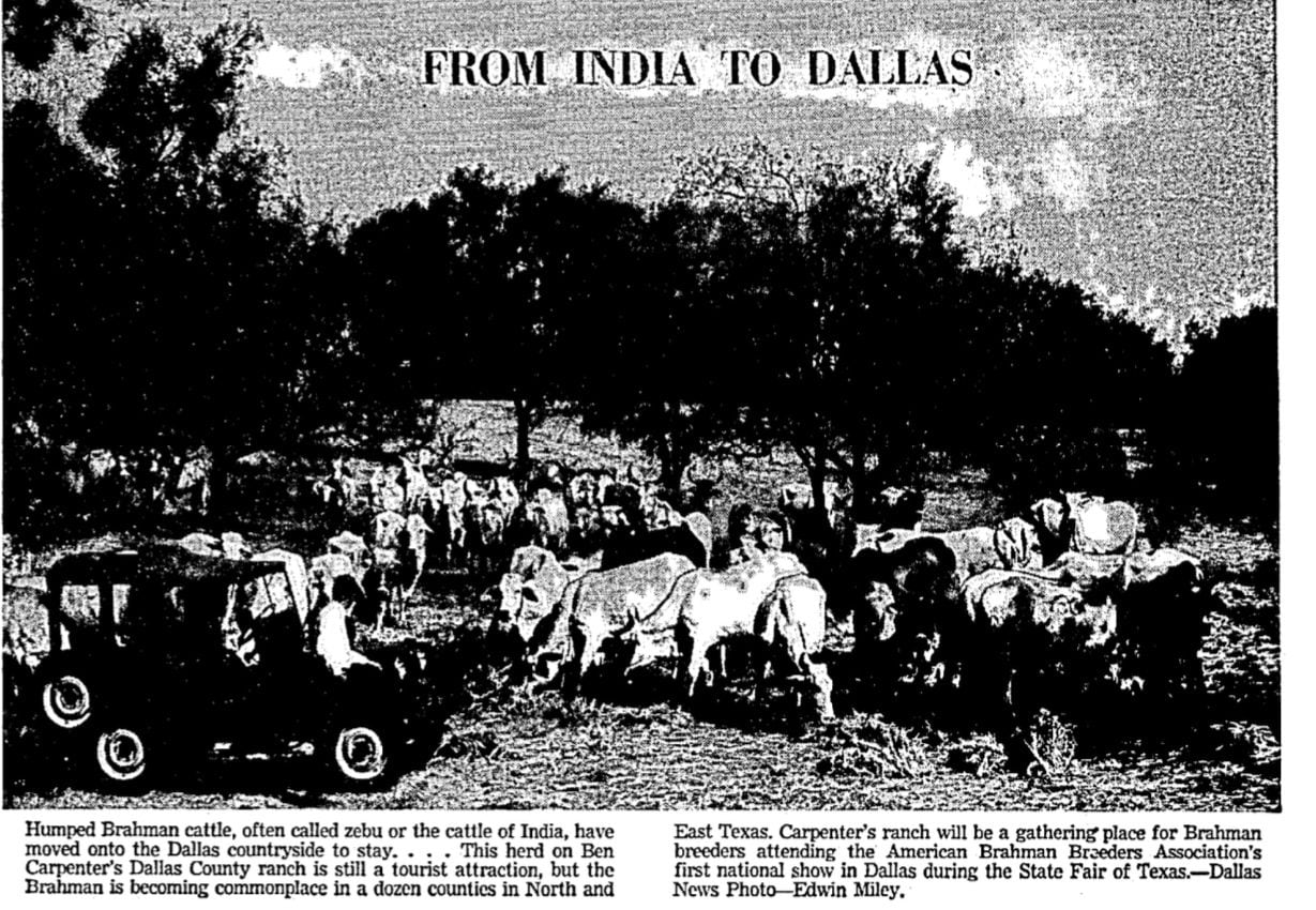 A 1948 article in The Dallas Morning News show imported cattle on the ranch land where...
