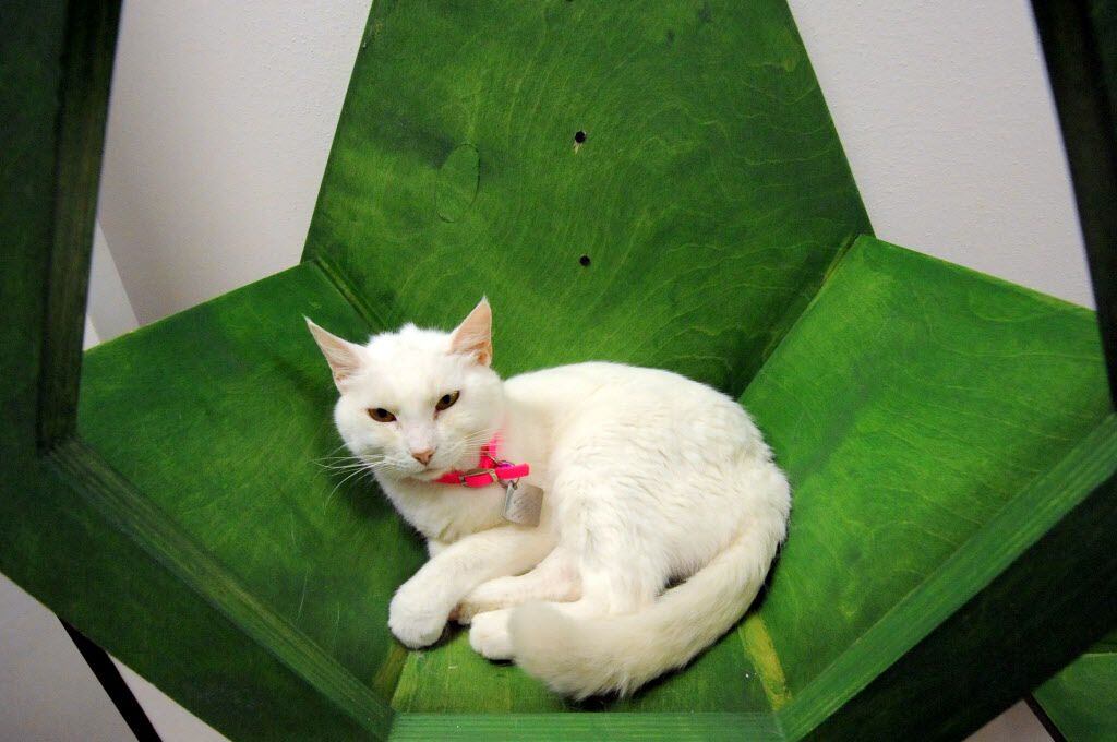 Ivory relaxes in her pod at Cat Connection featuring adoptable cats from Operation Kindness...