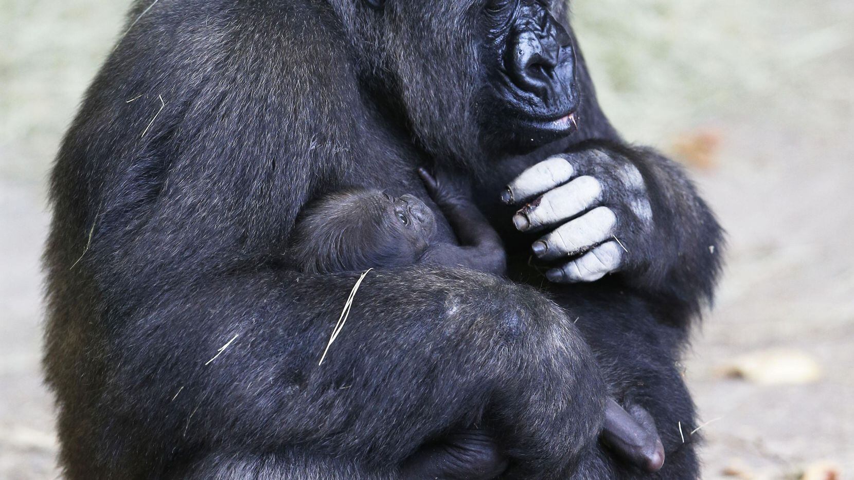 La madre gorila Hope sostiene a su cría en el Zoológico de Dallas. (DMN/VERNON BRYANT)
