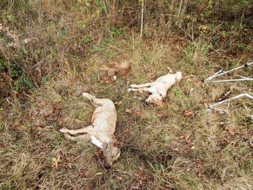 Tres de los perros que fueron matados a tiros en Horatio, Arkansas y que fueron rescatados...