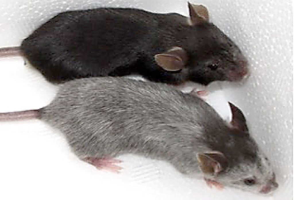 The black mouse (top) is the control mouse, and the gray-haired mouse resulted from having...