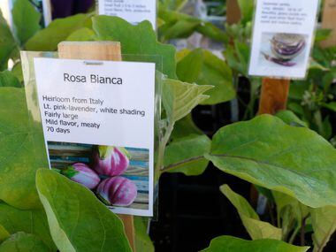 Detail photo of Rosa Bianca, an eggplant, offered at the Gardeners in Community Development...