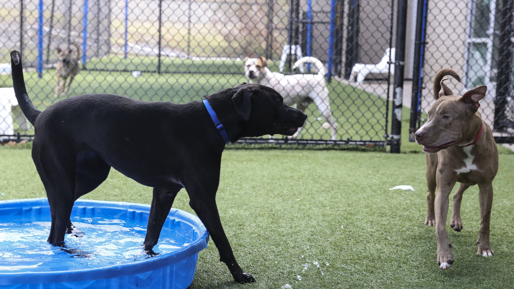 Documento lago Siesta Refugio de Dallas ofrece $150 por adoptar un perro. Debe reubicar 150 este  fin de semana.