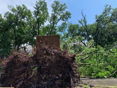 Fallen trees in the  4300 block of Versailles in Highland Park, Texas on Sunday, June 9,...