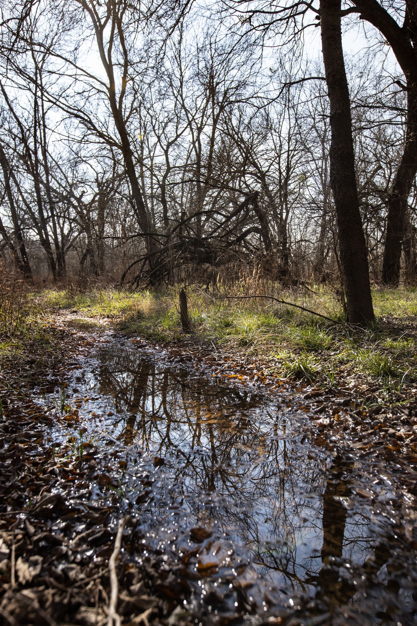 Small ephemeral ponds form on the floor of the Great Trinity Forest and harbor a variety of...