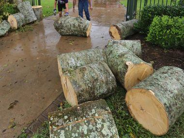 Crews cleaned up tree debris after a tornado spawned by Hurricane Harvey hit the Sienna...
