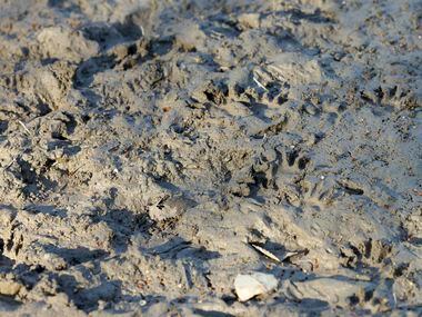 Several raccoon paw prints fill a muddy piece of the Ladd property pictured in Duncanville,...