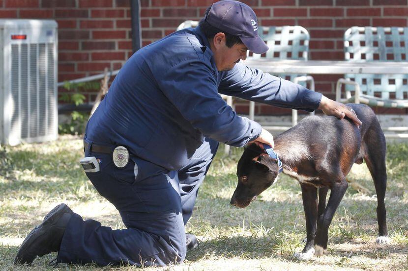 El oficial Servicio de Control de Animales de Dallas captura a un perro suelto en el...
