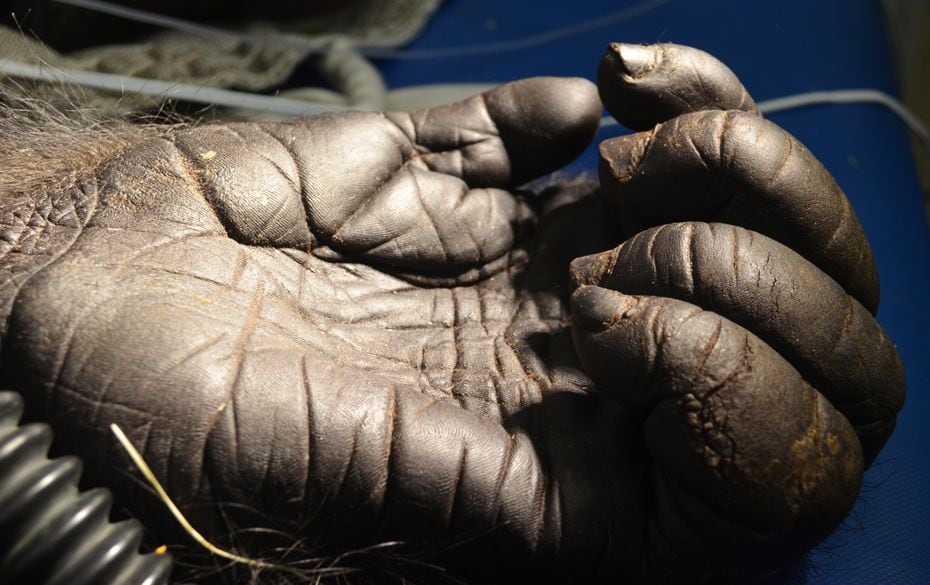 A close-up of Subira's hand. The gorilla was treated at the A.H. Meadows Animal Care Facility beginning in March 2015.