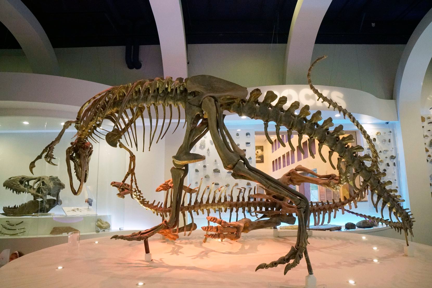 An allosaurus and a camptosaurus are staged in a fight scene at the Fort Worth Museum of Science and History.