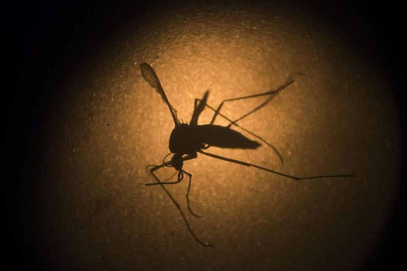 El mosquito aedes aegypti es el culpable de la propagación del virus del zika. (AP/FELIPE...