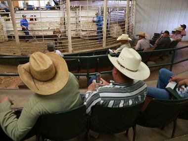 Ranchers watch cattle get auctioned off Tuesday, August 9, 2022, at Atascosa Livestock...