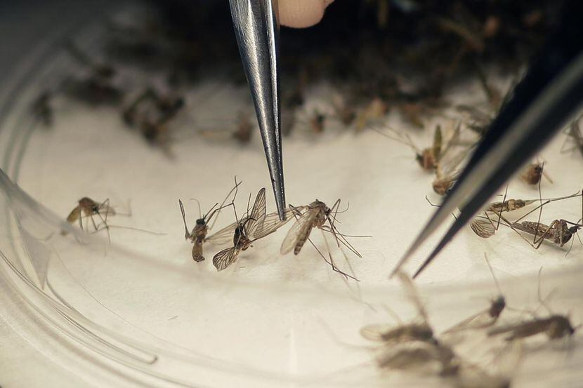Los mosquitos que transmite el virus del Nilo también pueden transmitir el zika. (AP/LM OTERO)
