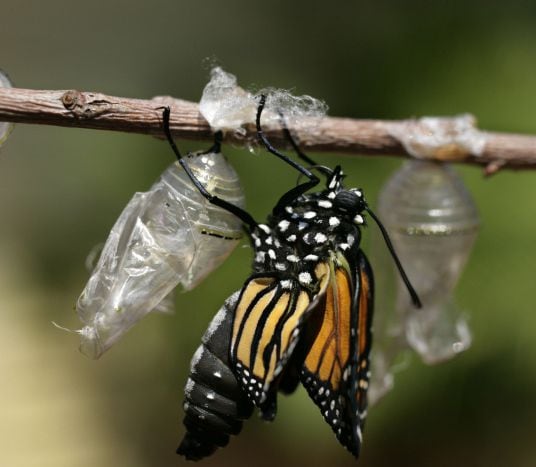 monarch butterfly emerging from chrysalis