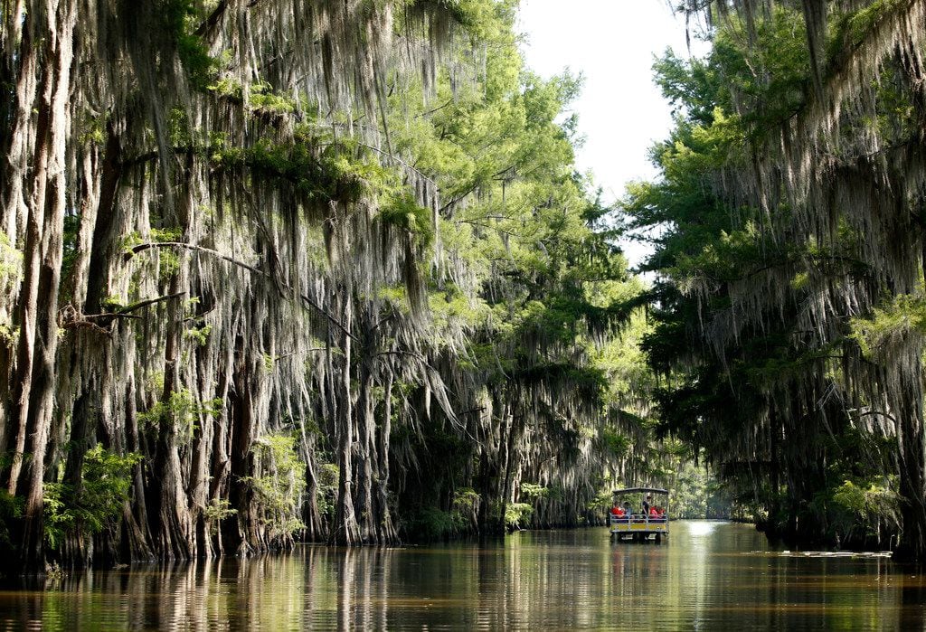 A barge from Mystique Tours slipped through one of the many channels on Caddo Lake in Uncertain, Texas, on June 26, 2018. 