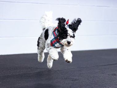 Meet Bailey, a 23-month-old mini bernedoodle who serves as the Dallas Mavericks' emotional...