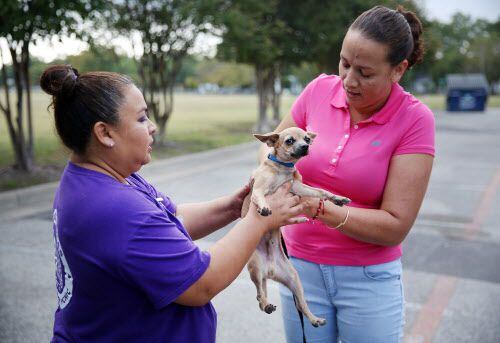  Angie Chavez, la directora de SPCA de Texas, toma a Spot de su dueña, Yolanda Ávila, en el...