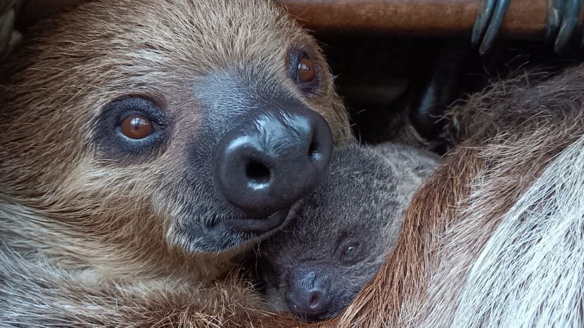 Dallas Zoo celebrates its first birth of a Linne’s two-toed sloth in more than 4 decades