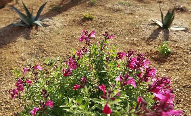 Burton Knight planted colorful Salvia greggii in his water-saving native-plant  garden.