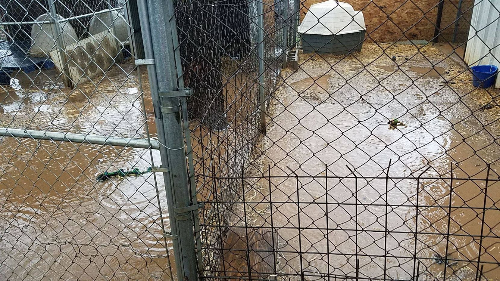 Texas animal shelter asks for help after heavy rain floods kennels