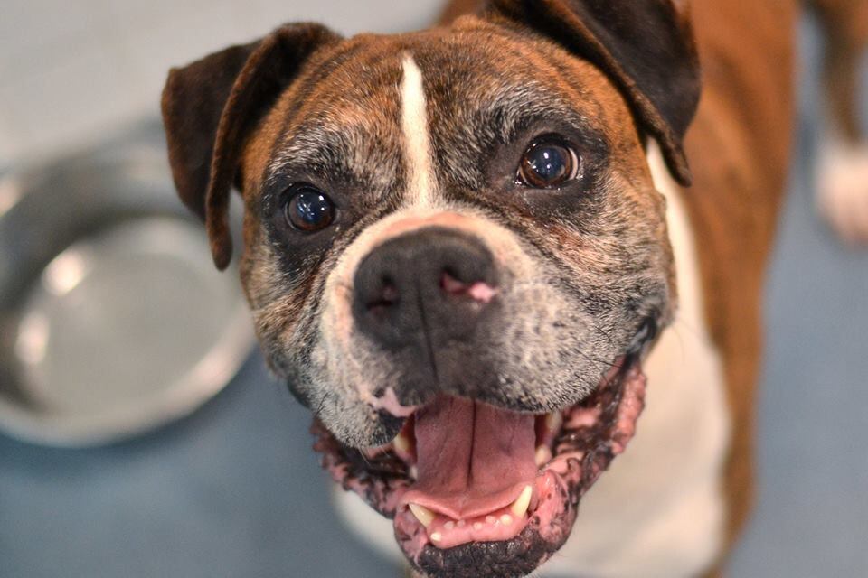 Timmy the boxer is just one of the dogs available for adoption this week at Dallas Animal...